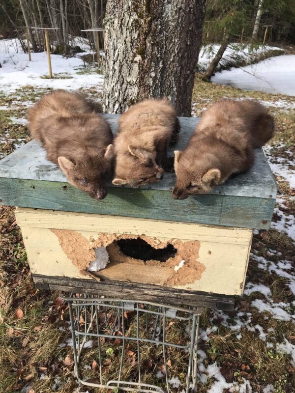 Beekeeping equipment
