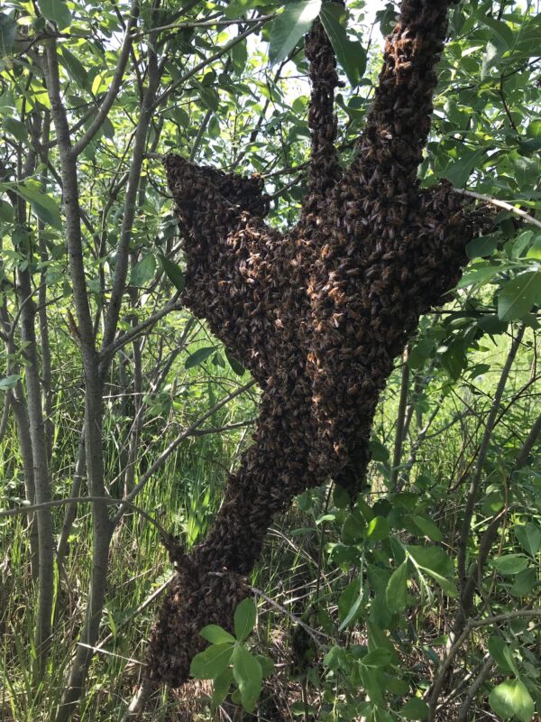 Beekeeping equipment